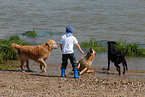 kid and golden retriever