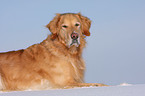 Golden Retriever in snow