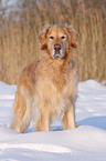 Golden Retriever in snow