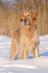 Golden Retriever in snow