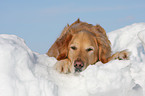 Golden Retriever in snow