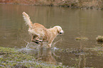 running Golden Retriever