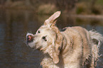 Golden Retriever Portrait