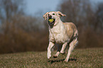 playing Golden Retriever