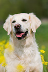 Golden Retriever Portrait