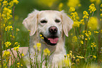 Golden Retriever Portrait