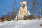 running Golden Retriever