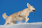 running Golden Retriever