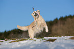 playing Golden Retriever