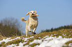 playing Golden Retriever