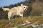 playing Golden Retriever