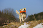 playing Golden Retriever