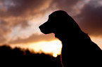 Golden Retriever Portrait