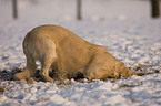 digging Golden Retriever