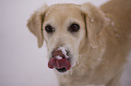 Golden Retriever Portrait