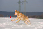 playing Golden Retriever