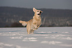 running Golden Retriever