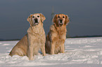 Golden Retrievers