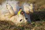 playing Golden Retriever