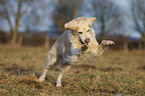 running Golden Retriever