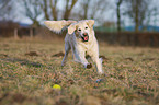 playing Golden Retriever