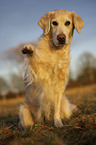 Golden Retriever gives paw