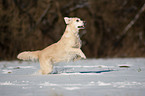 running Golden Retriever