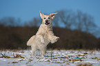 running Golden Retriever