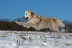 running Golden Retriever