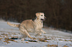 running Golden Retriever