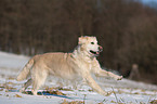 running Golden Retriever