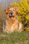 male Golden Retriever