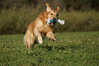 playing Golden Retriever