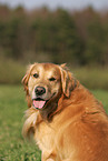 Golden Retriever Portrait