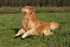 running Golden Retriever