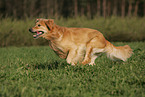 running Golden Retriever