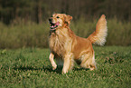 running Golden Retriever