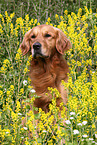 Golden Retriever Portrait
