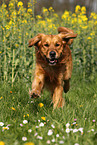 running Golden Retriever