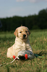 Golden Retriever Puppy