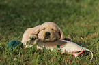 Golden Retriever Puppy