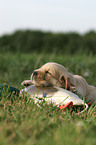 Golden Retriever Puppy