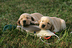 Golden Retriever Puppies