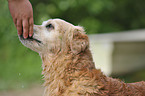 Golden Retriever Portrait