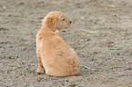 Golden Retriever Puppy