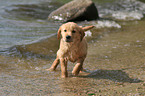 Golden Retriever Puppy