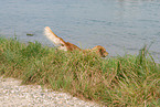 running Golden Retriever