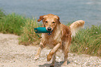 playing Golden Retriever