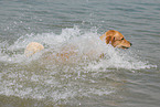 bathing Golden Retriever