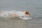 playing Golden Retriever